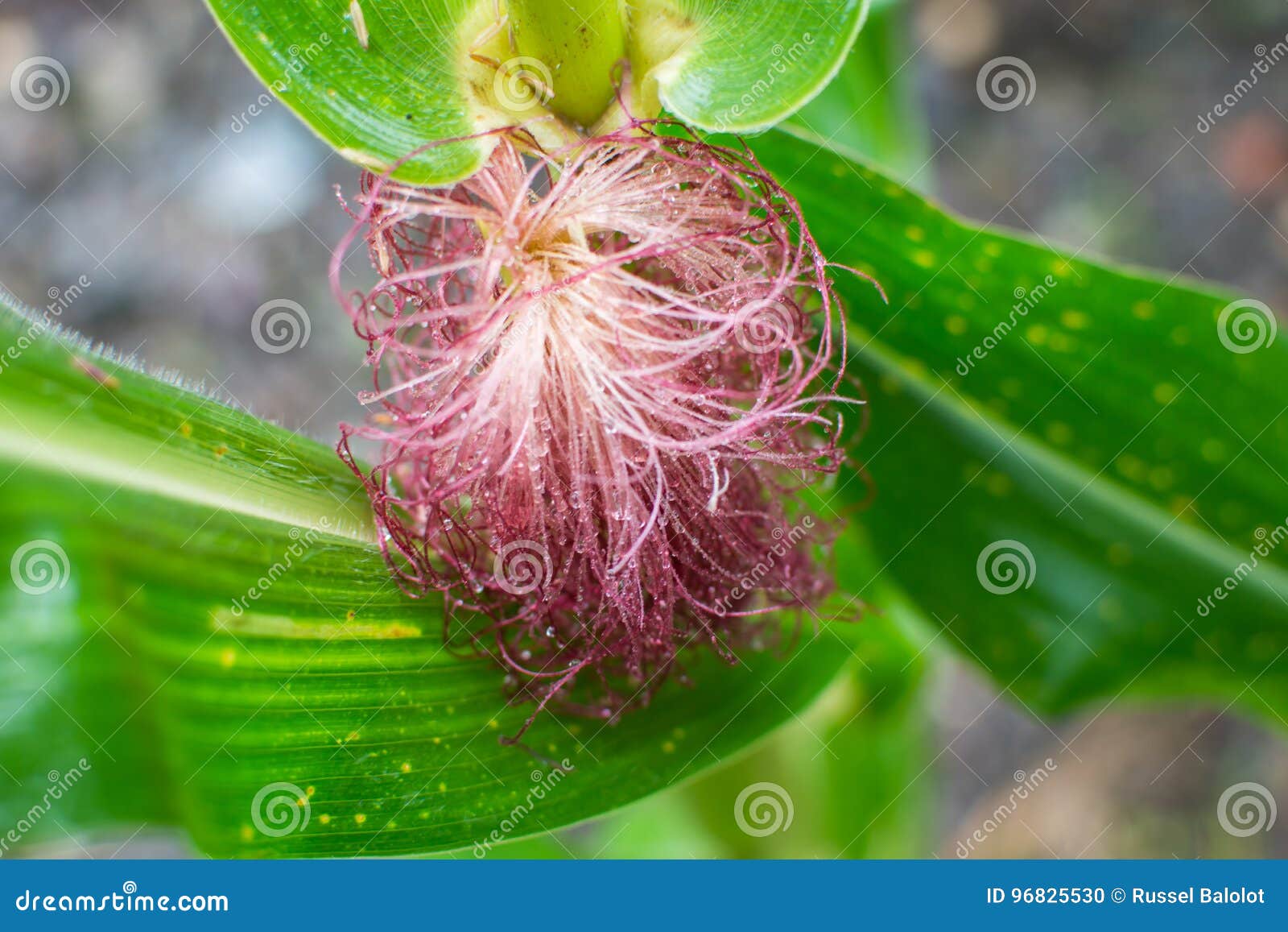 Corn hair stock photo. Image of corn, hair, growing, young 96825530