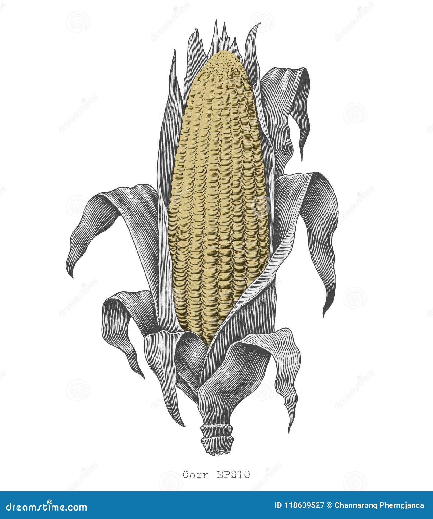 corn hand drawing vintage engraving 