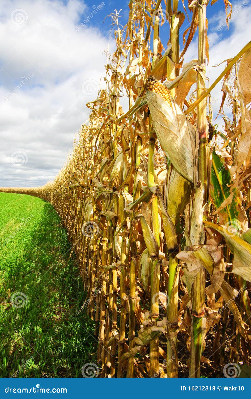 Corn before Harvest stock photo. Image of cultivate, agricultural