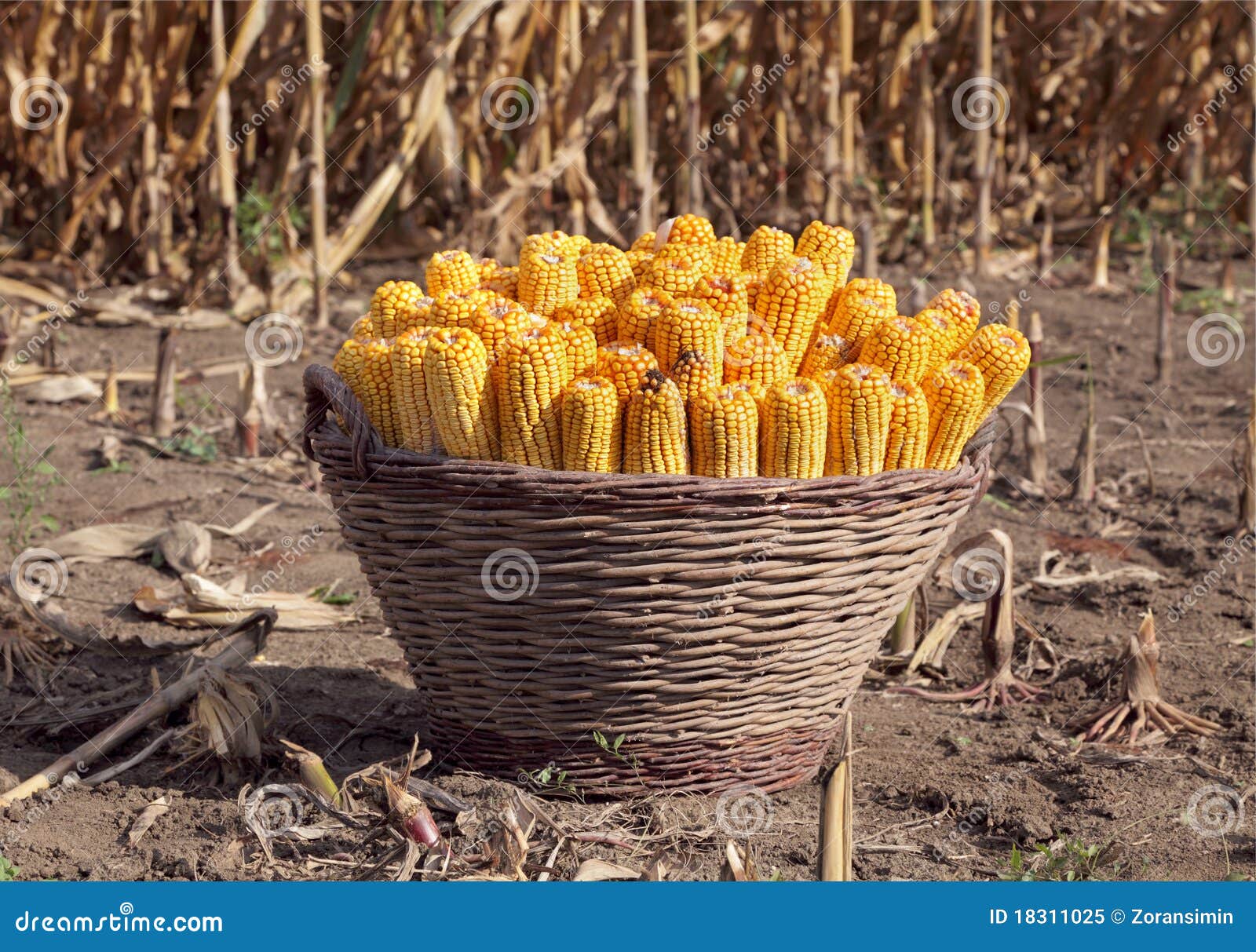 Corn harvest stock image. Image of fall, autumn, pile 18311025