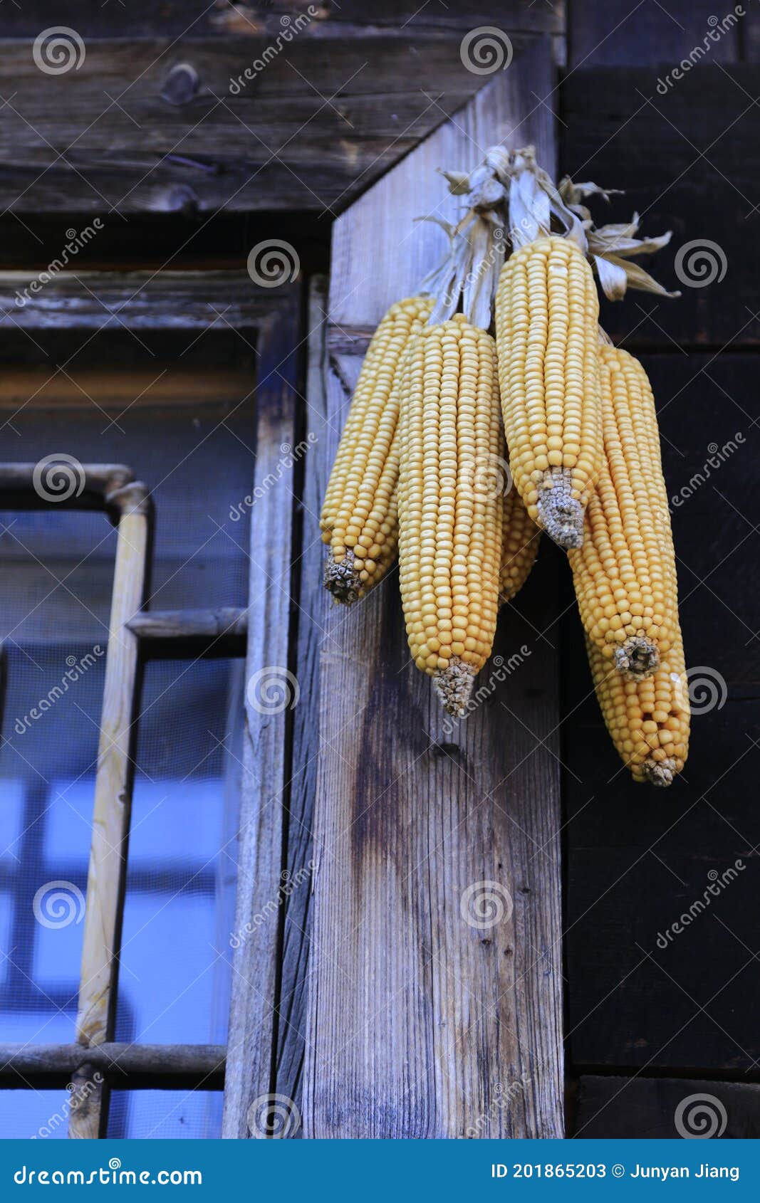 Corn harvest season stock image. Image of electric, culture 201865203