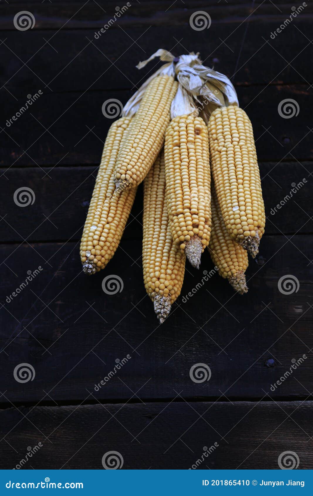 Corn harvest season stock photo. Image of fields, color 201865410