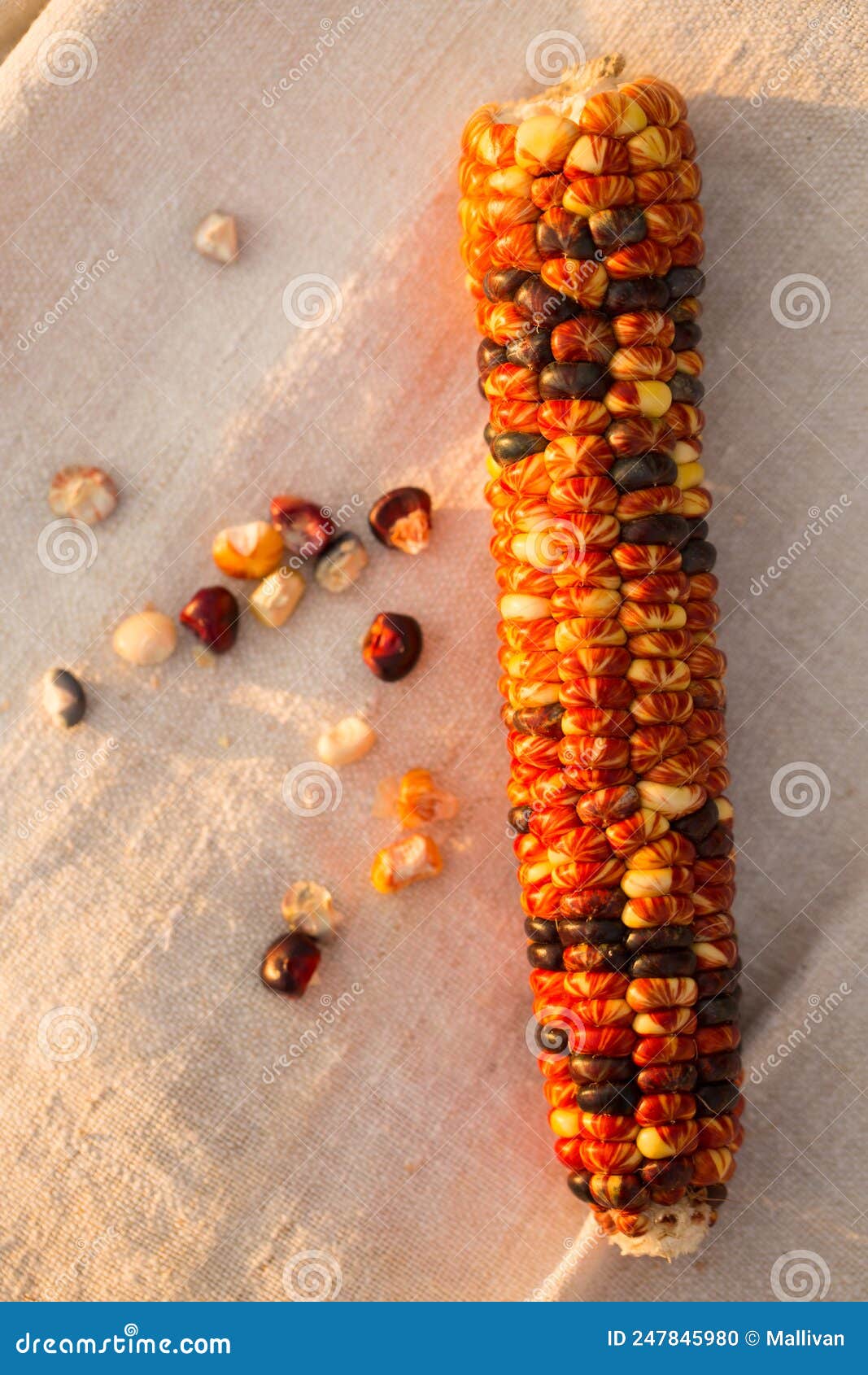 Corn Head and Grain in the Evening Sun Stock Photo Image of closeup