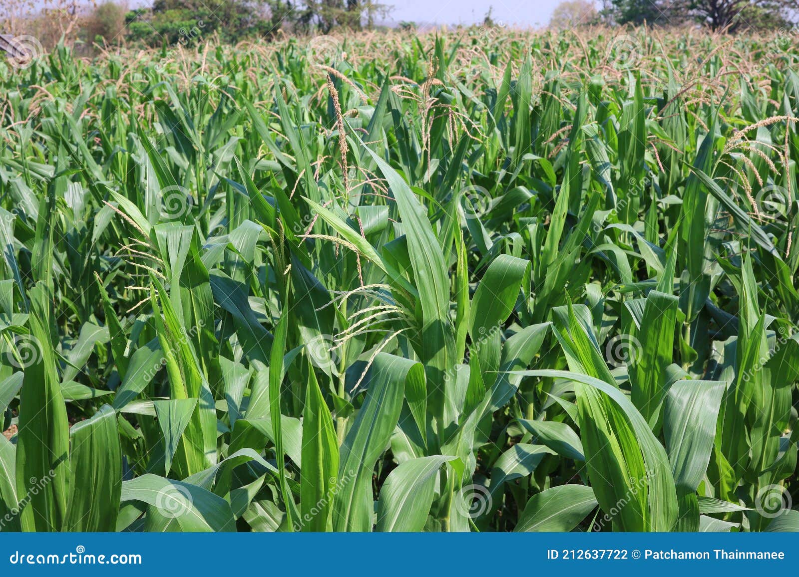 A Corn Husk in an Organic Corn Field in Thailand Stock Photo Image of good, organic 212637722