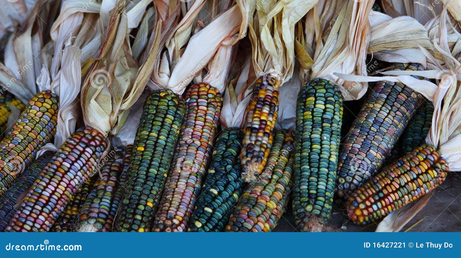 Corn Husks Stock Image Image Of Seasonal Corncob Closeup 16427221 golden-corn-husks-fall-free-stock-photo-public-domain-pictures
