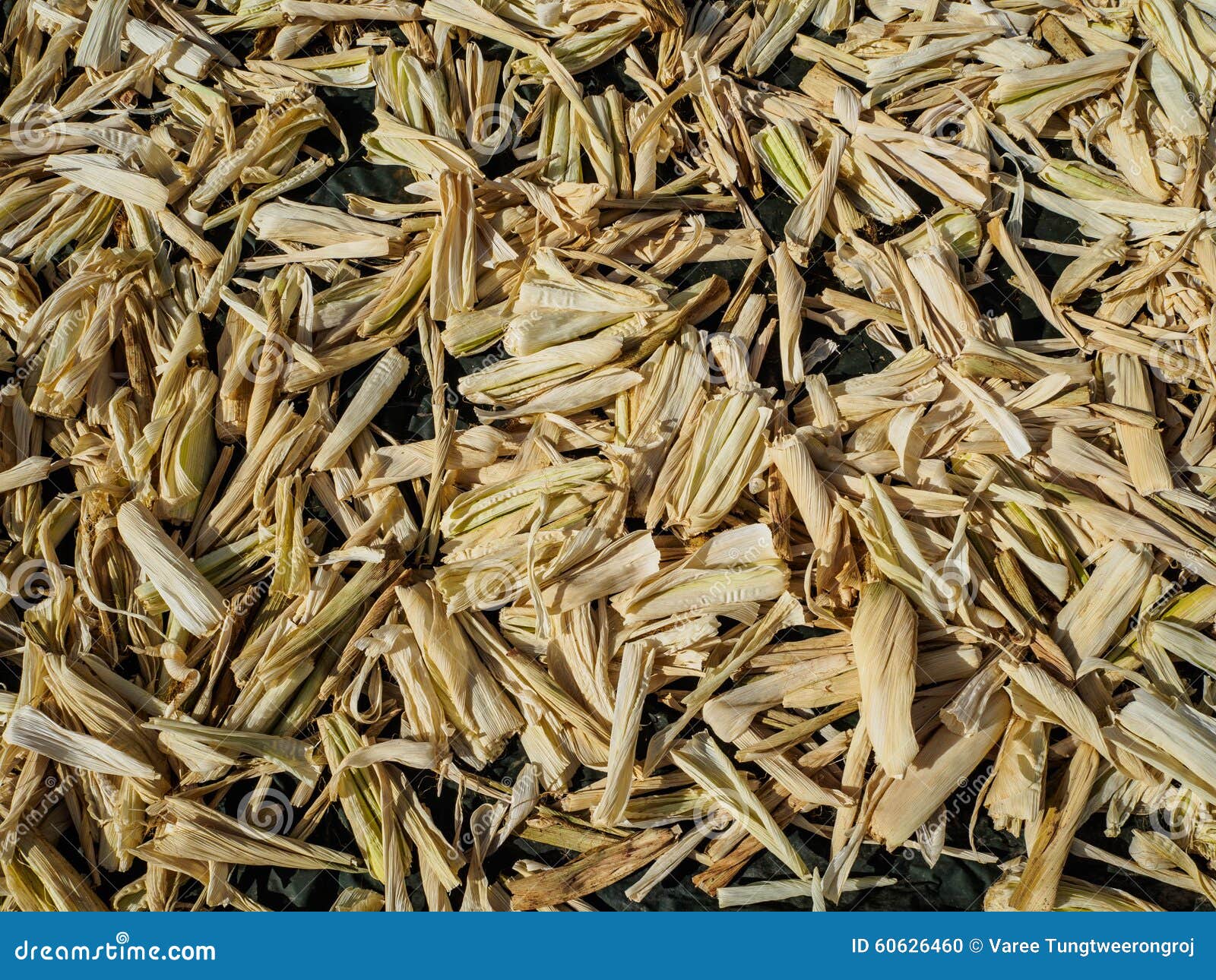 Corn husks stock photo. Image of closeup, healthy, left 60626460