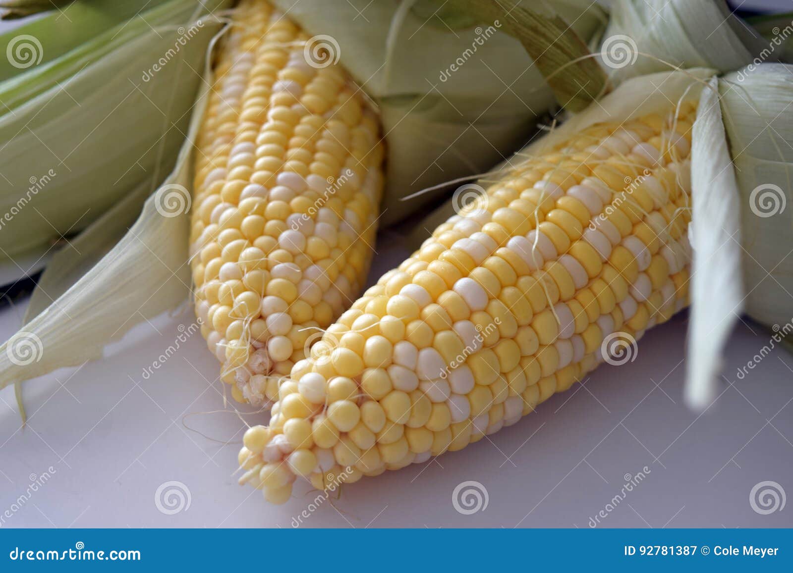 Corn in Husks stock image. Image of vegetable, summer 92781387