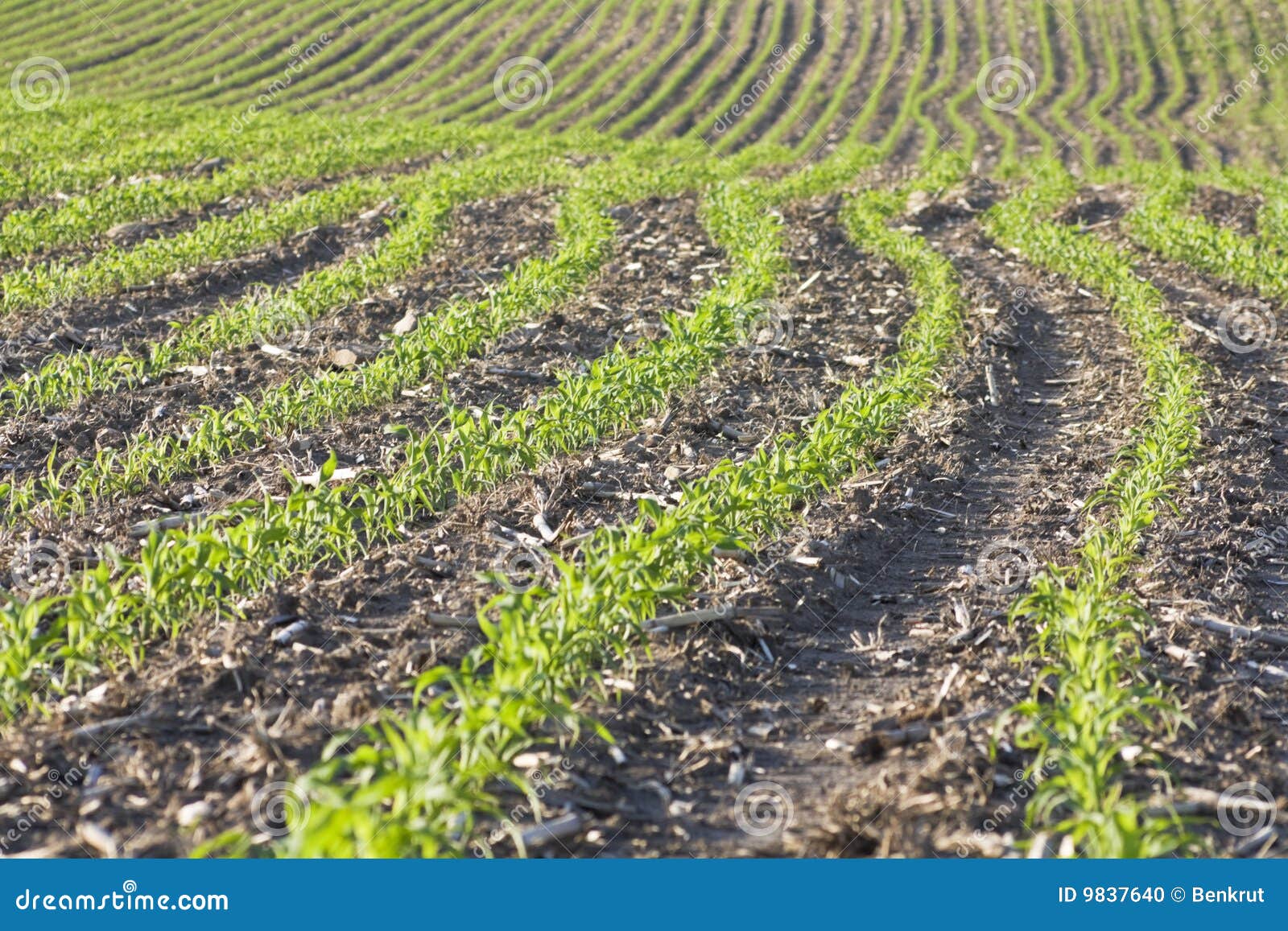 Corn in June stock photo. Image of corn, green, growing 9837640