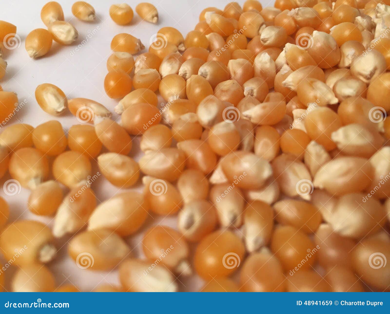 Corn Kernel stock image. Image of cereal, maamacr, grain 48941659