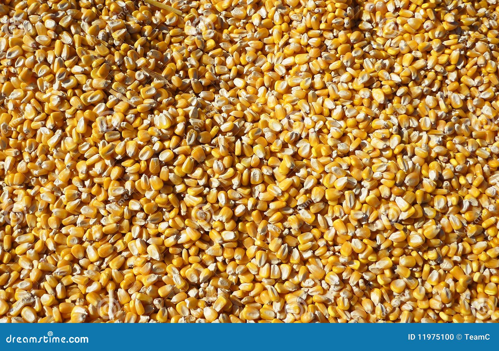 Corn Kernels stock photo. Image of growth, nutrition 11975100