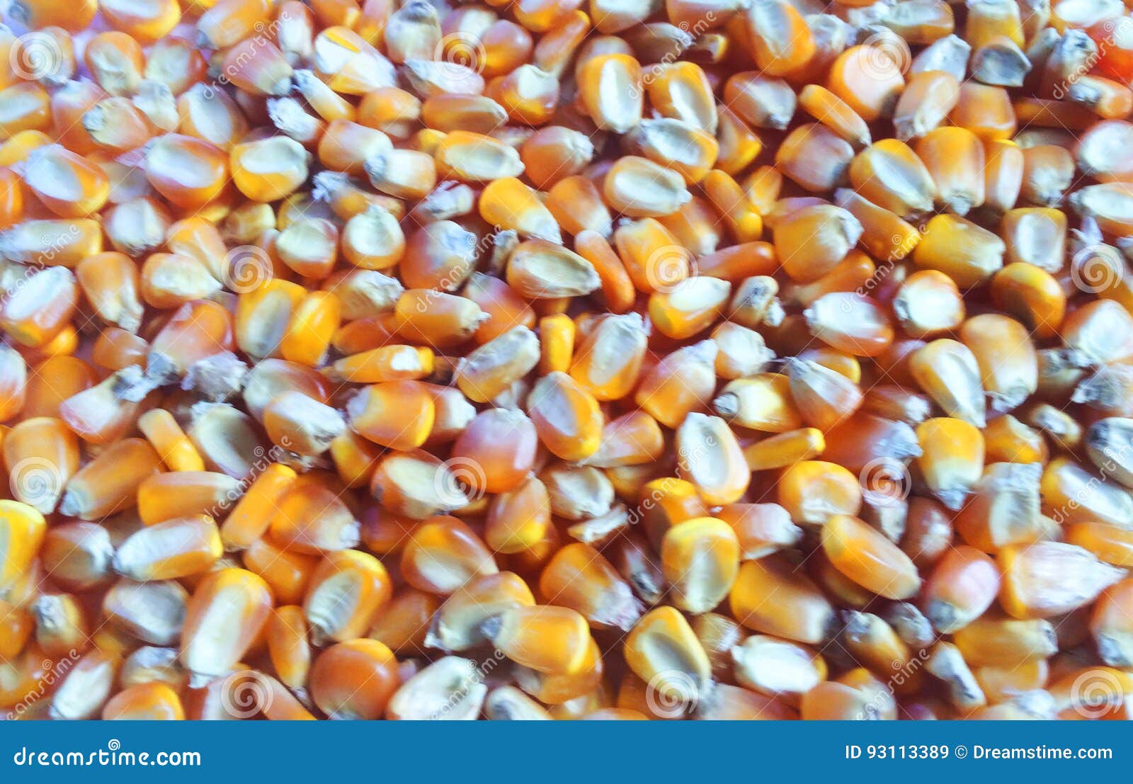 corn kernels