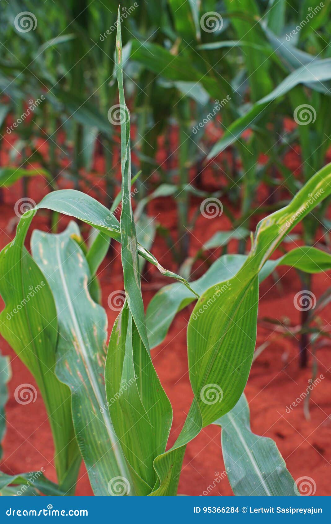 Corn leaf damage from worm stock photo. Image of growth 95366284