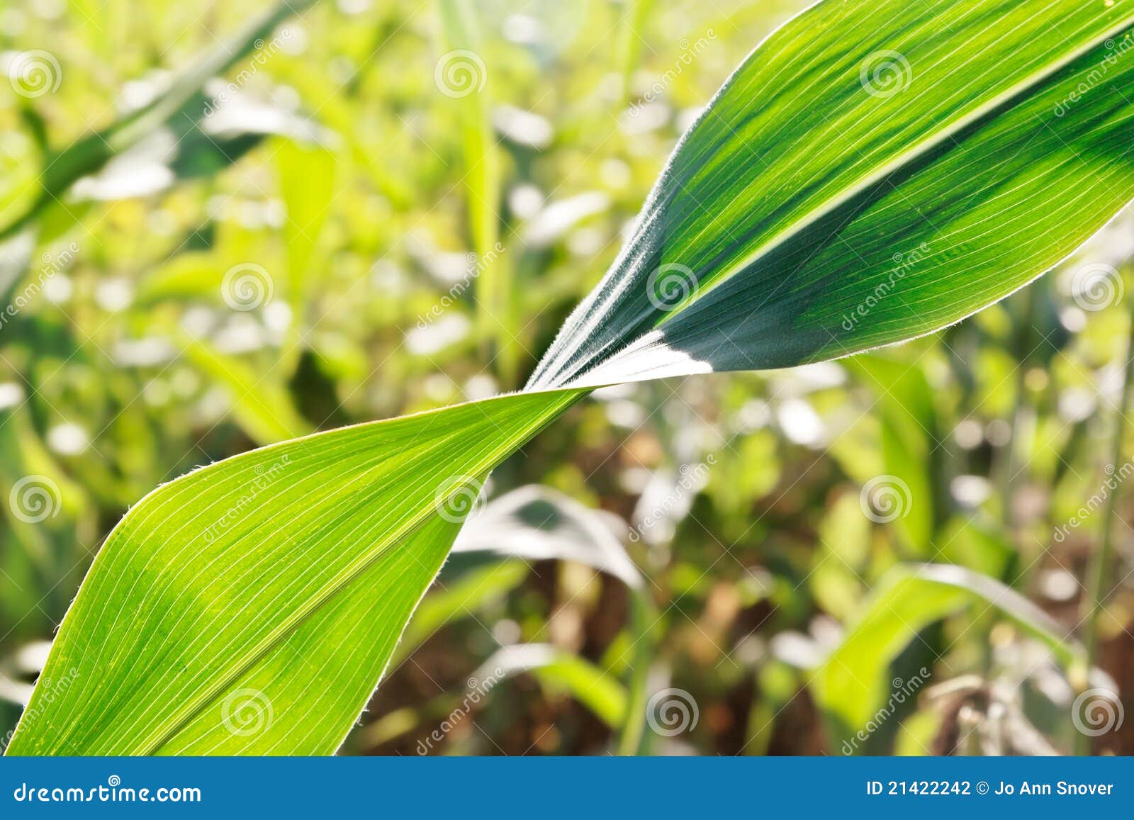 Corn leaf twist stock photo. Image of harvest, fall, field 21422242