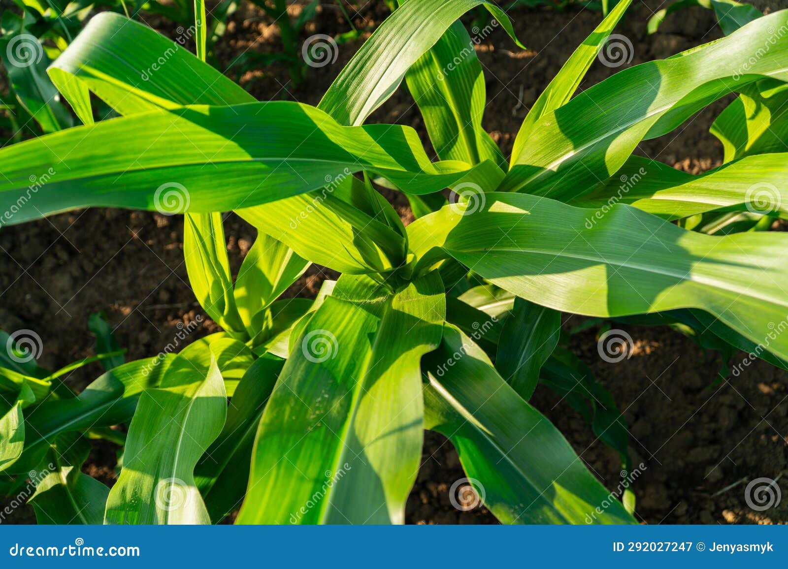 Corn Leaves. Corn Grows in the Field Stock Image Image of organic