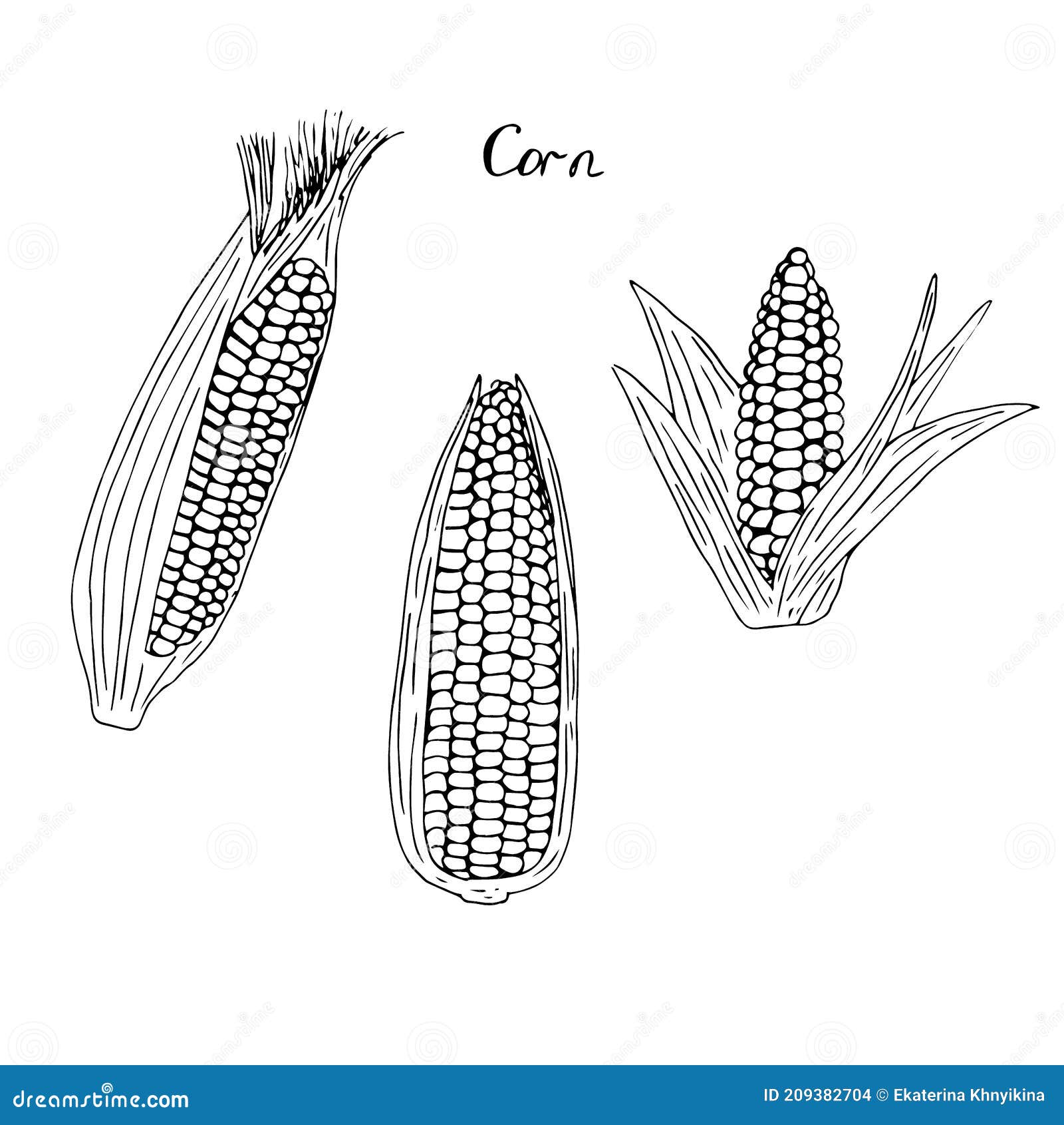 Corn with Leaves Set, Vector Illustration, Hand Drawing Sketch Stock