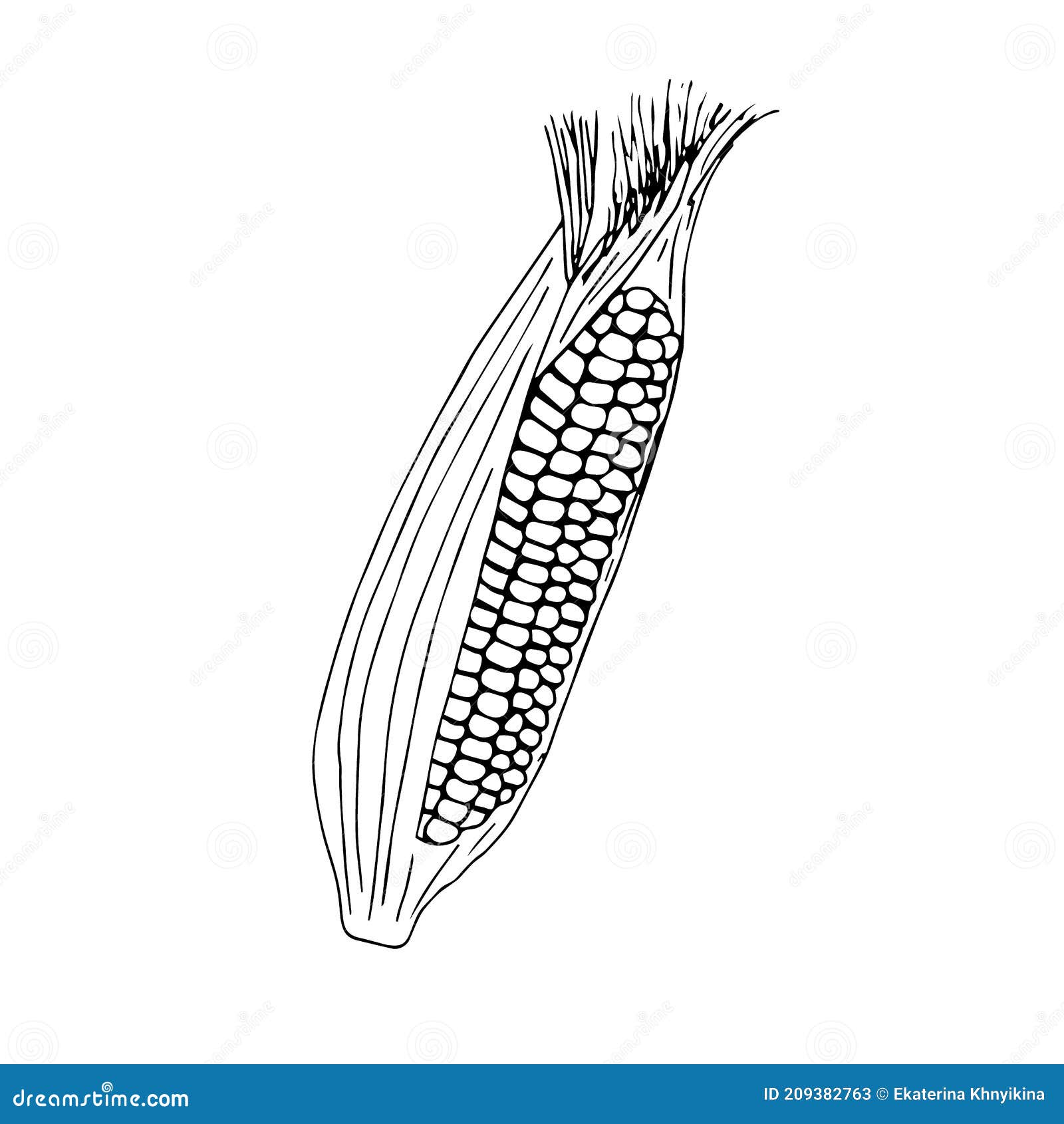 Corn with Leaves, Vector Illustration, Hand Drawing Sketch Stock Vector