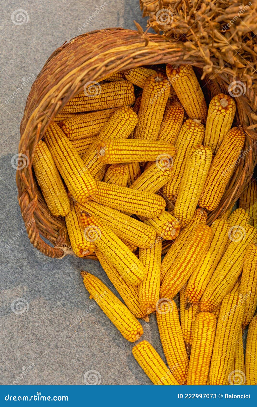 Corn Maize Basket stock image. Image of market, agriculture 222997073