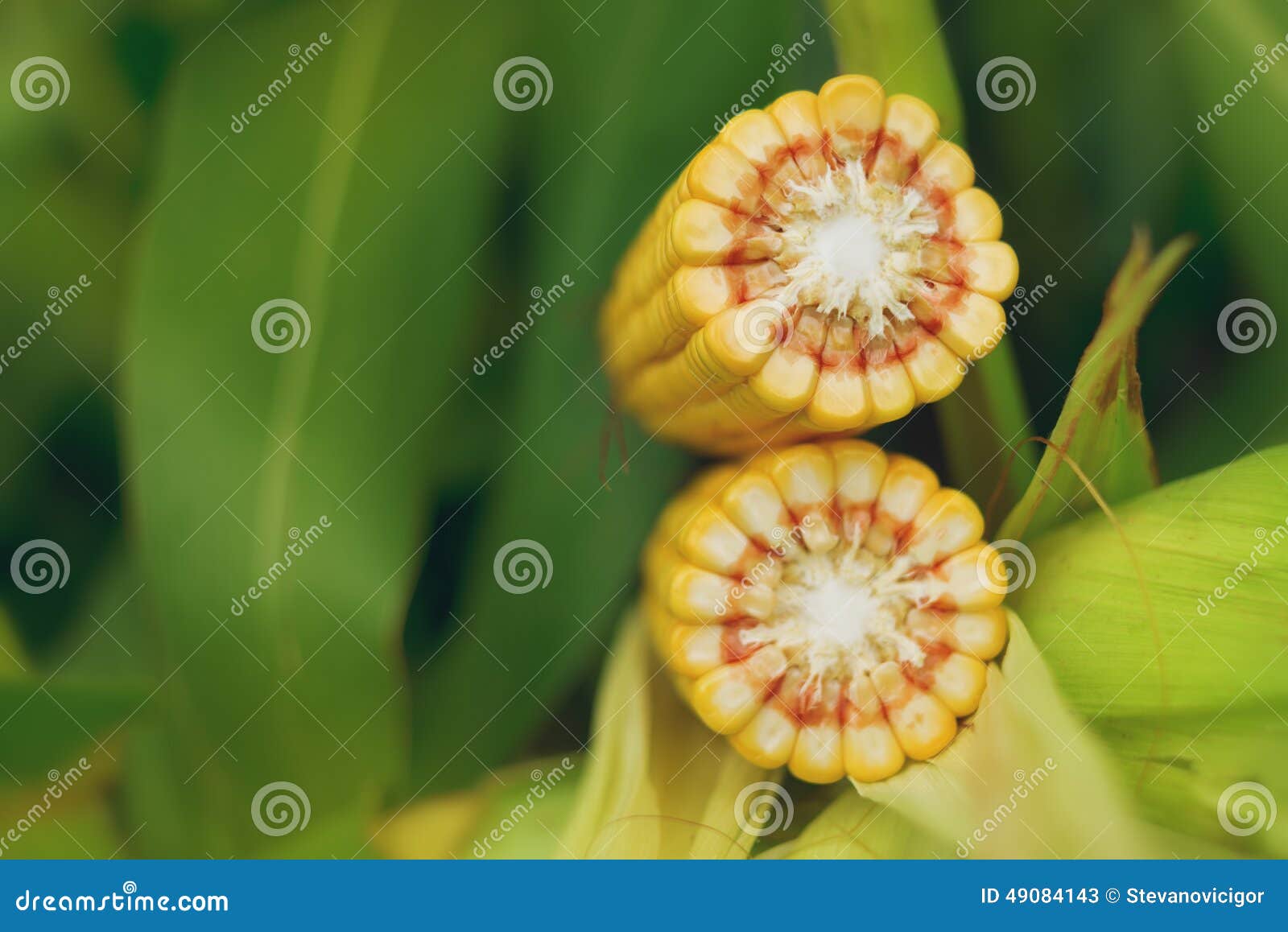 corn maize cob on stalk in field