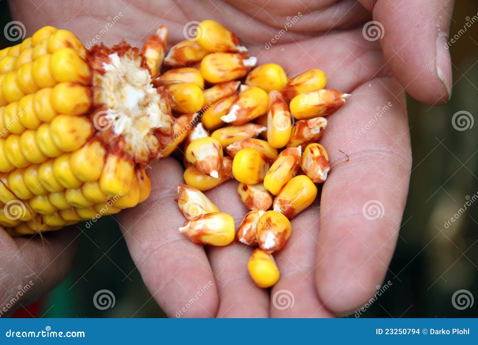 corn - maize on the hand