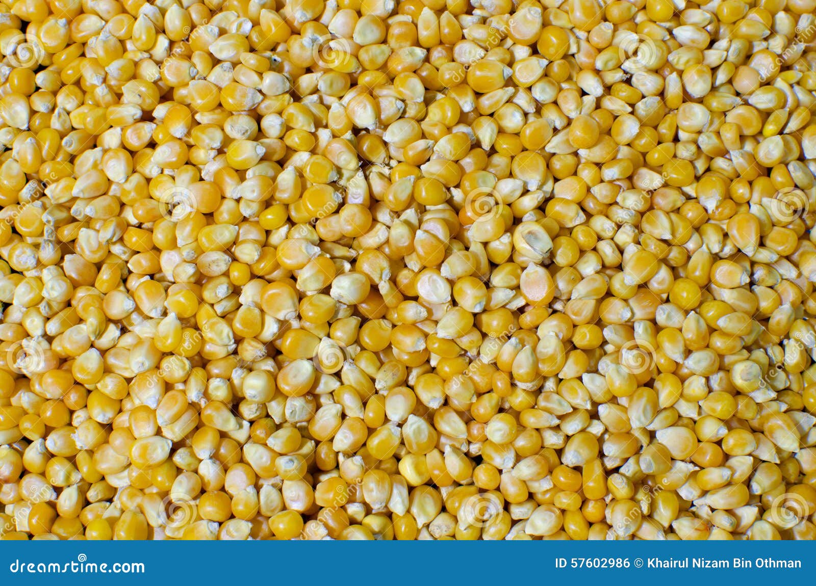 Maize seeds hi-res stock photography and images - Page 10 - Alamy