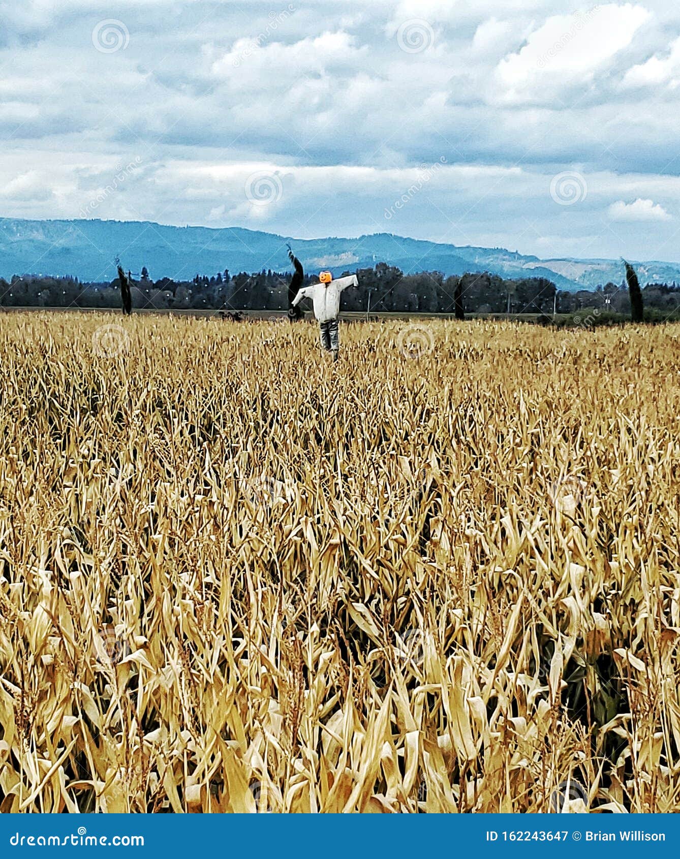 corn maze with scarecrow