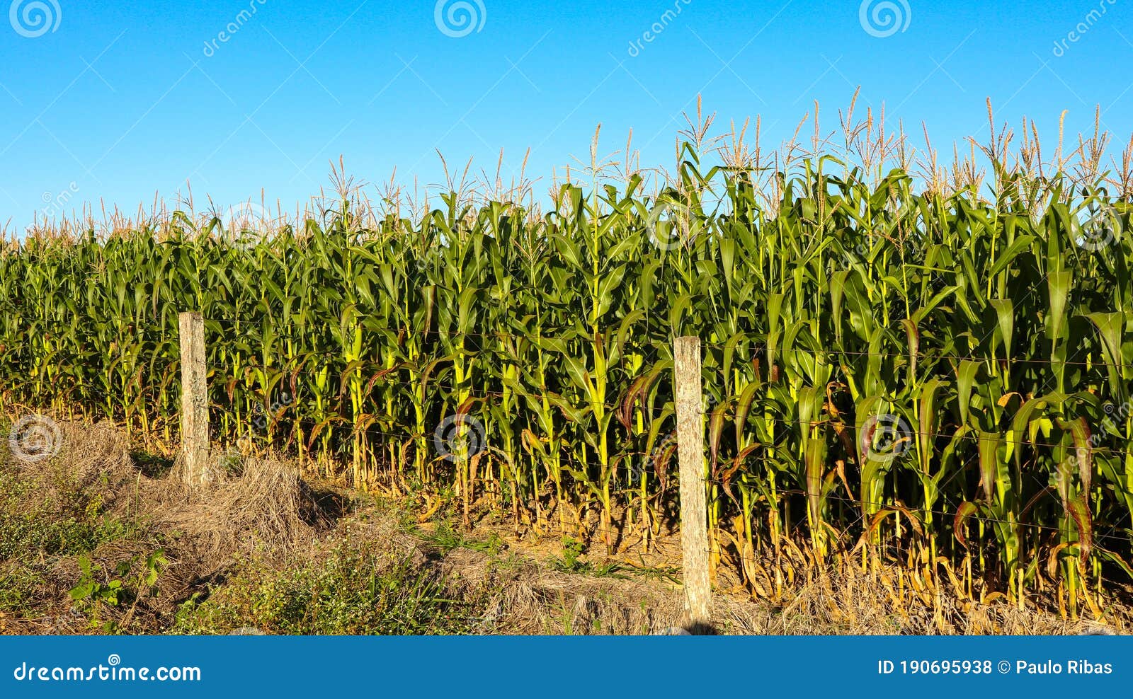 corn a noble agricultural crop in brazil
