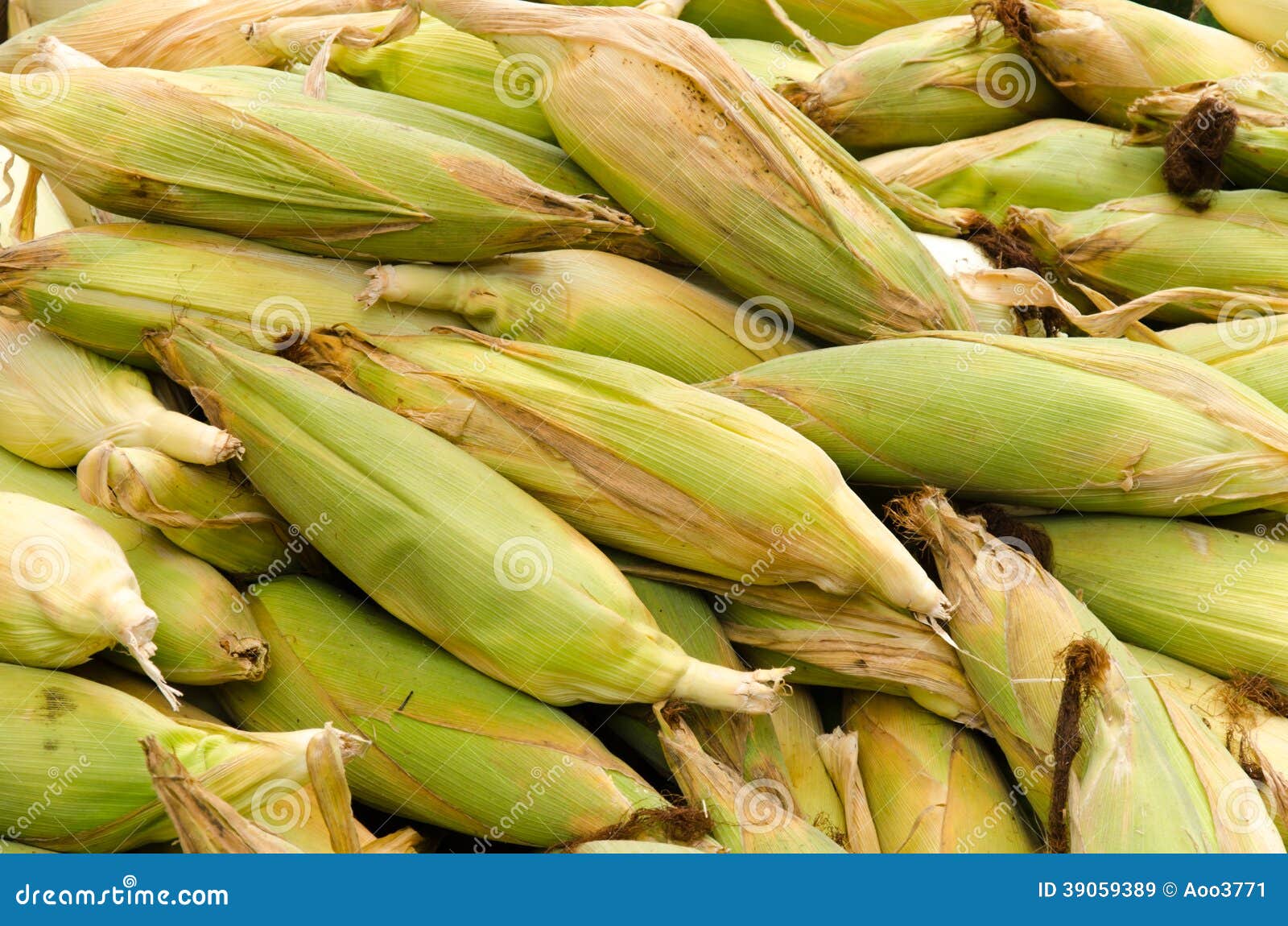 Corn stock image. Image of harvest, agriculture, summer 39059389