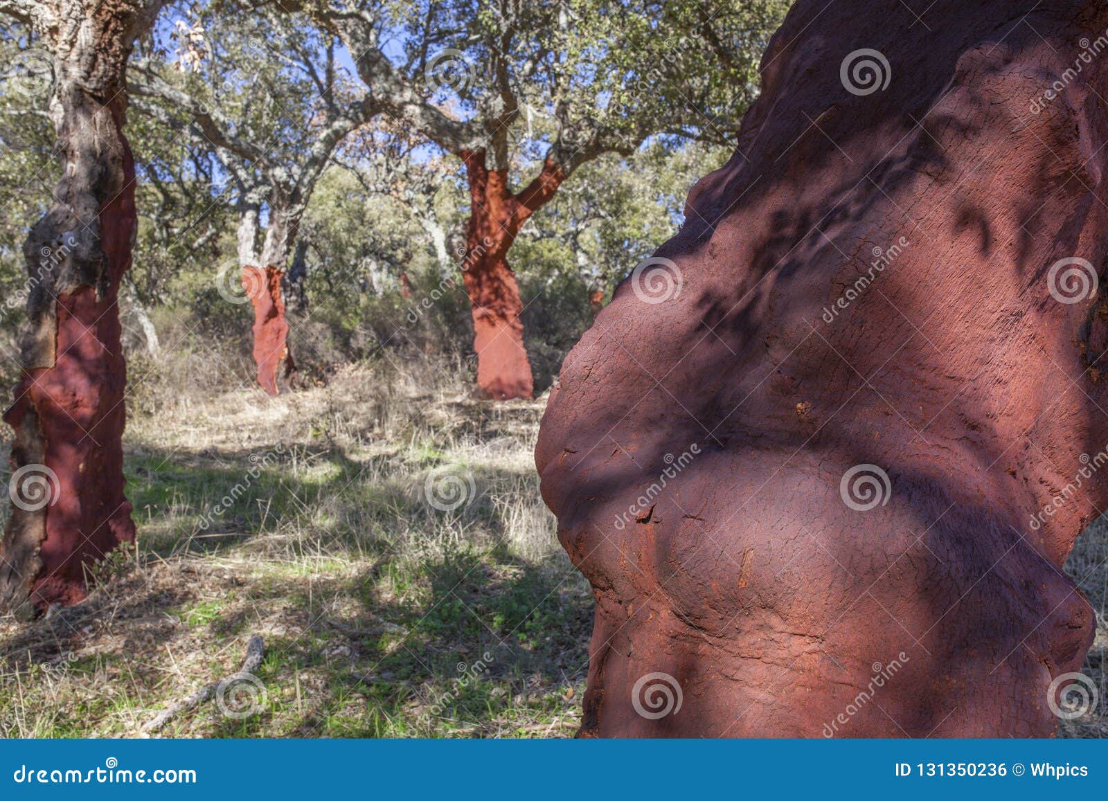 corn oaks naked trunks after cork harvest or saca