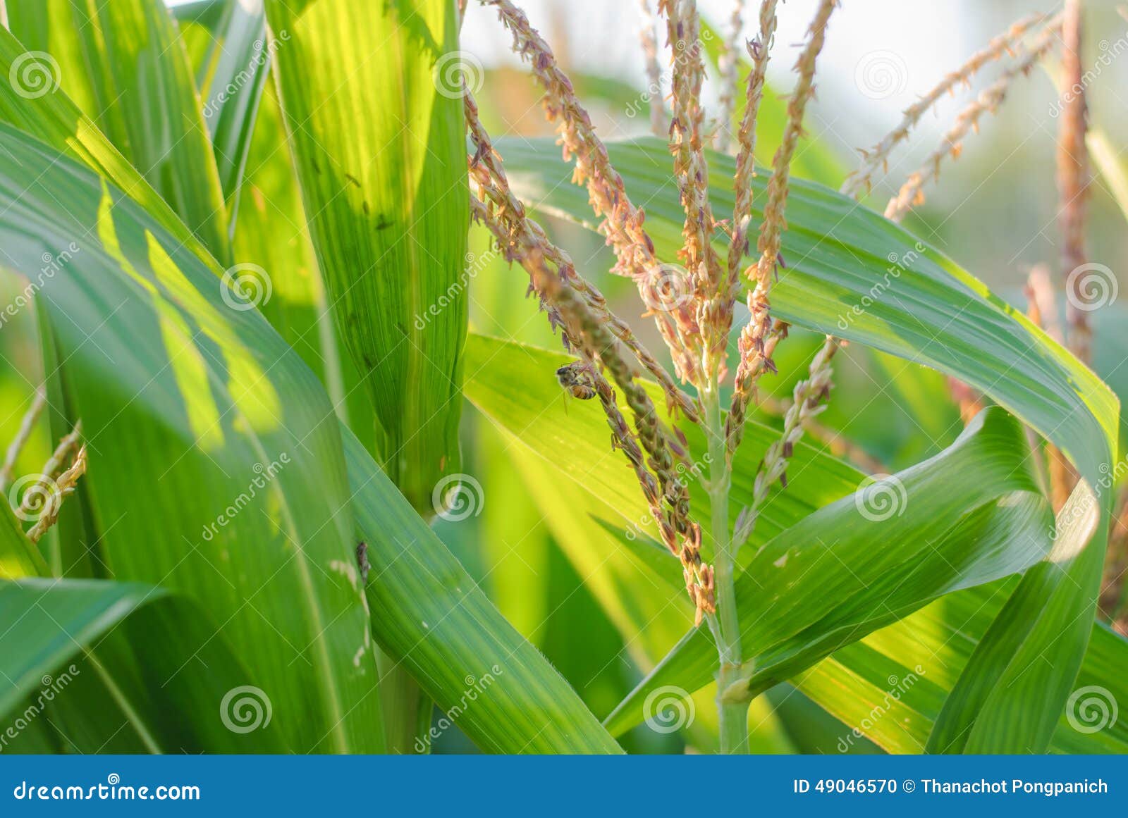 Corn plant and flower stock photo. Image of food, plant 49046570
