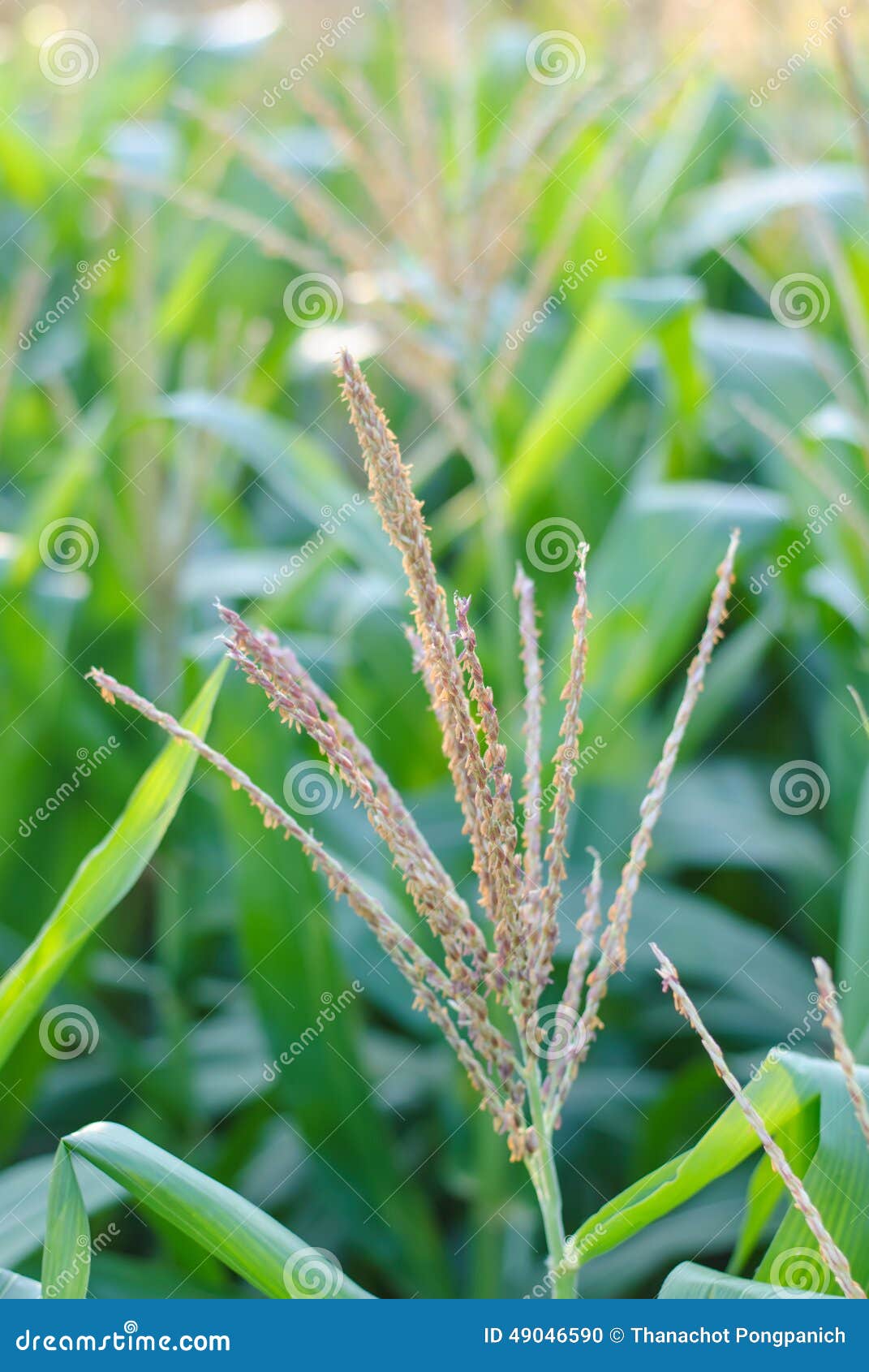 Corn plant and flower stock photo. Image of grow, plantation 49046590
