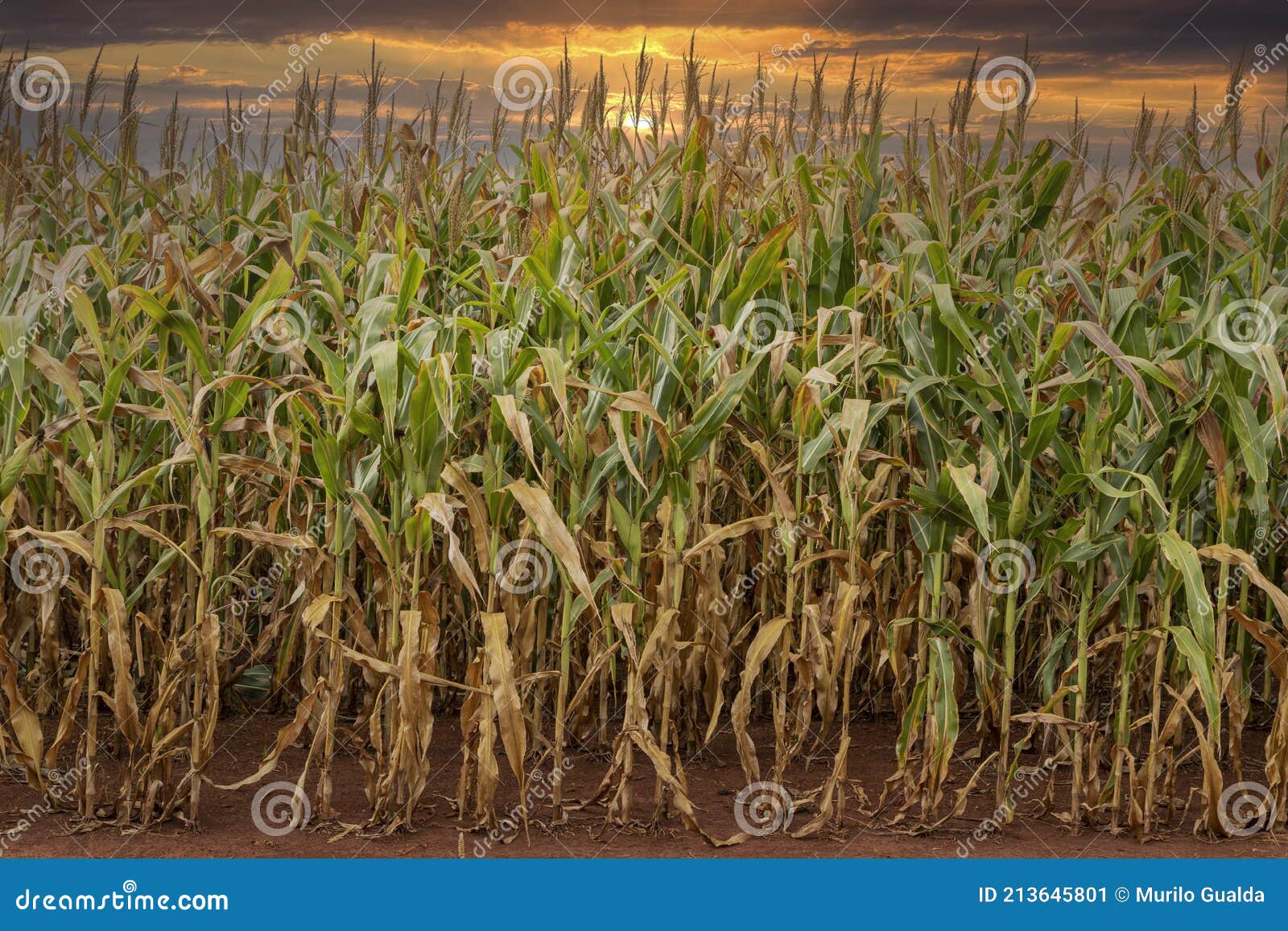 Corn Plantation Field, Food for Animals and Humans Stock Image Image