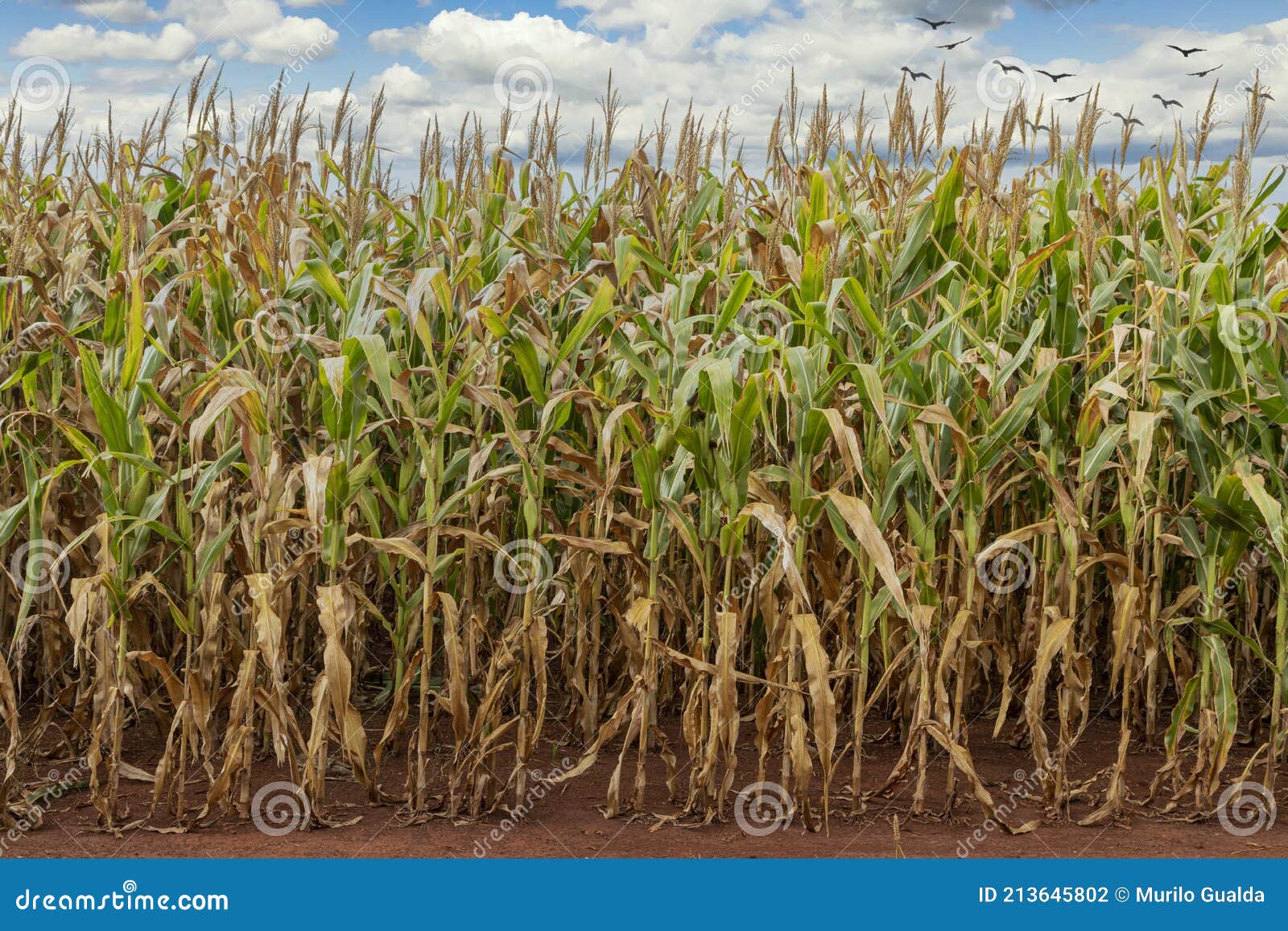 Corn Plantation Field, Food for Animals and Humans Stock Photo Image