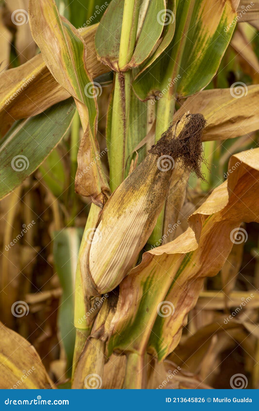 Corn Plantation Field, Food for Animals and Humans Stock Photo Image