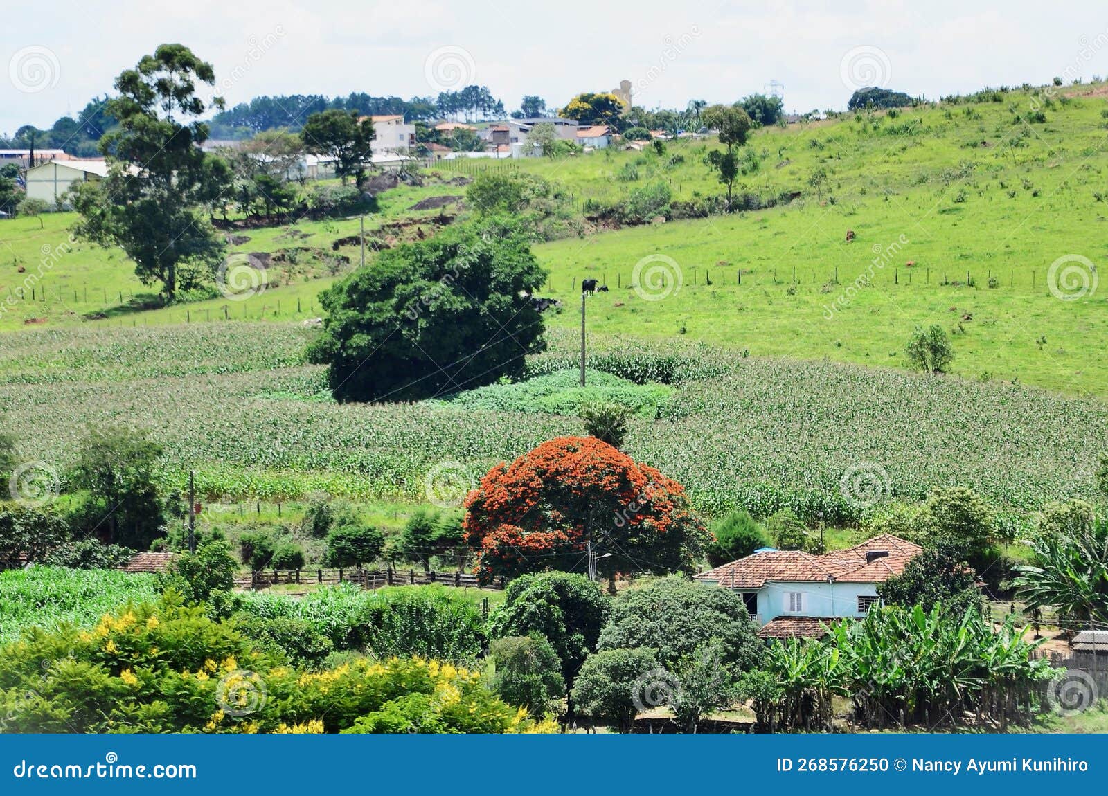 corn plantation in the middle of the small town of andrelÃ¢ndia