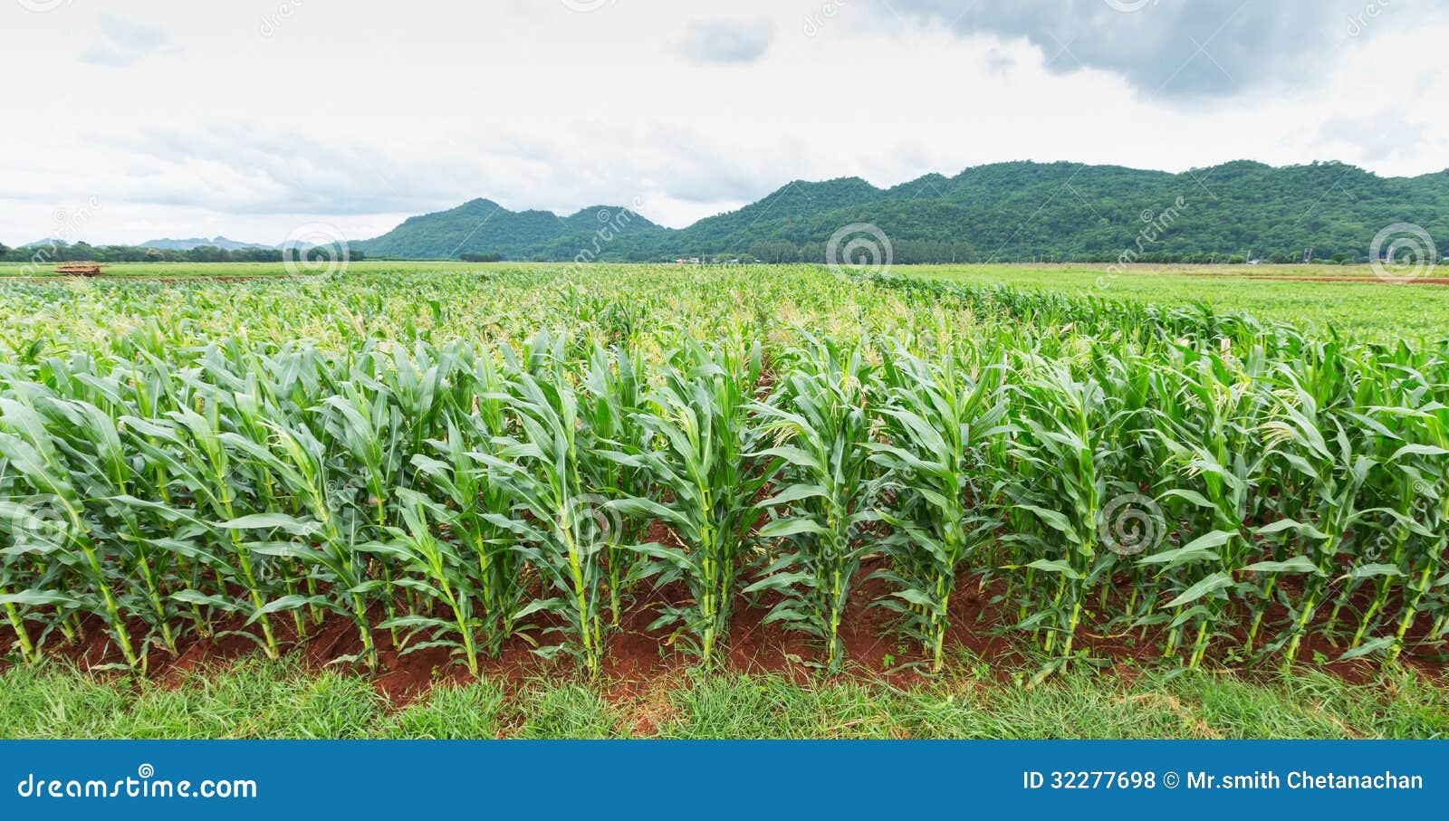 Corn plantation in Thailand 5D3AN_1978. Sweet corn plantation in central of Thailand