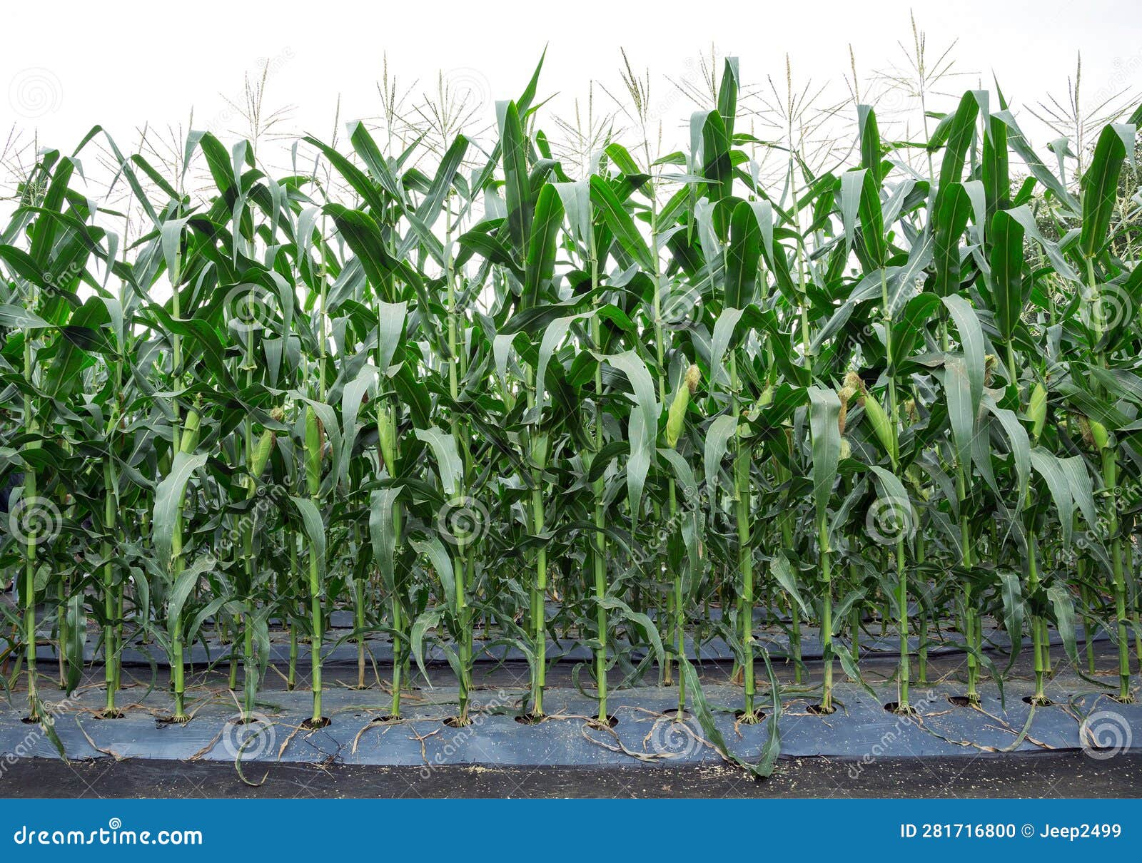 Corn in the planting. stock photo. Image of grow, maize 281716800