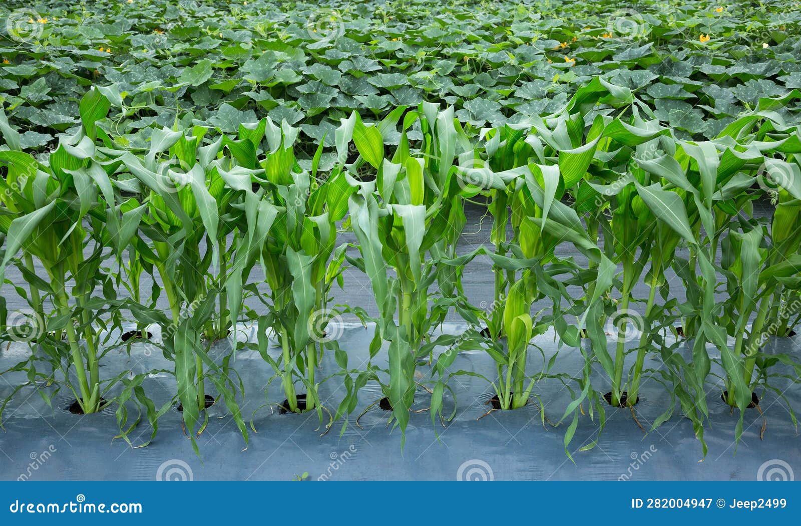 Corn in the planting field stock image. Image of nature 282004947