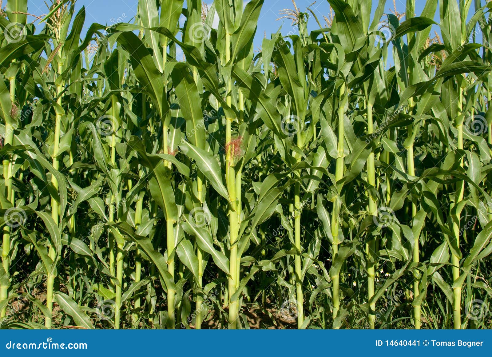 Corn plants stock image. Image of field, cloud, crop 14640441