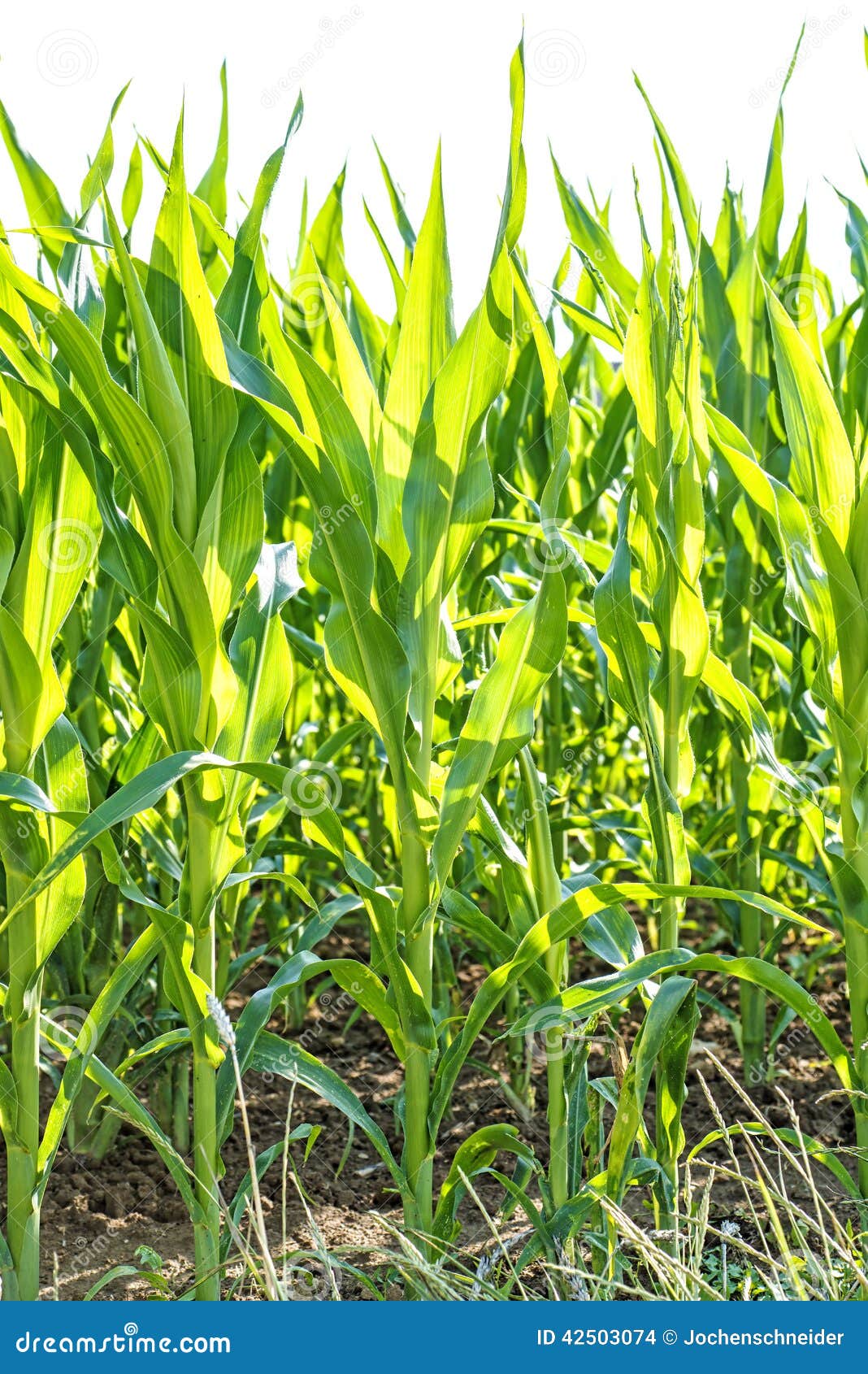 Corn plants stock photo. Image of grow, nature, bright 42503074