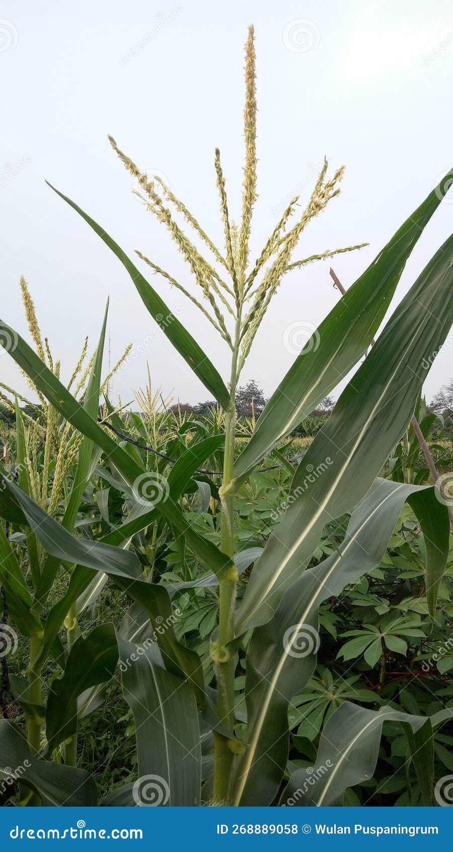 Corn Plants Enter the Flowering Stage Stock Photo Image of plant