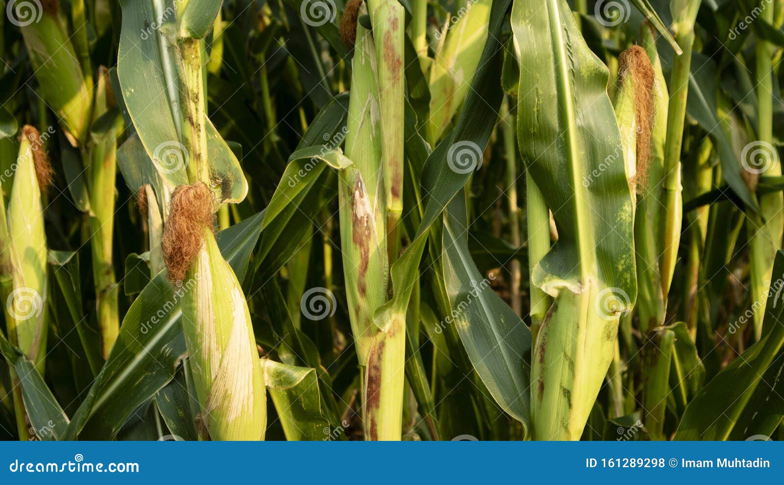 Corn Plants are Ready To Harvest in Summer Stock Photo Image of