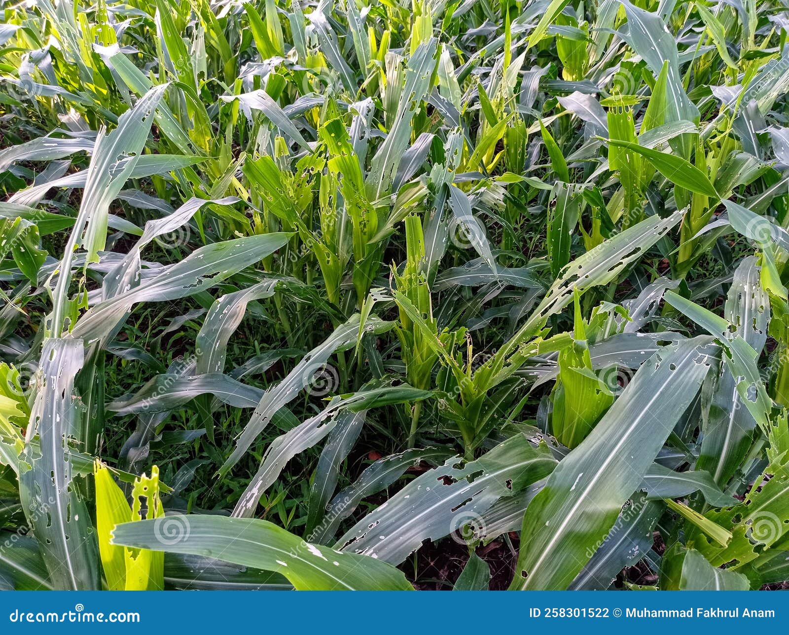Corn Plants in Rice Fields Whose Leaves are Eaten by Caterpillars Stock
