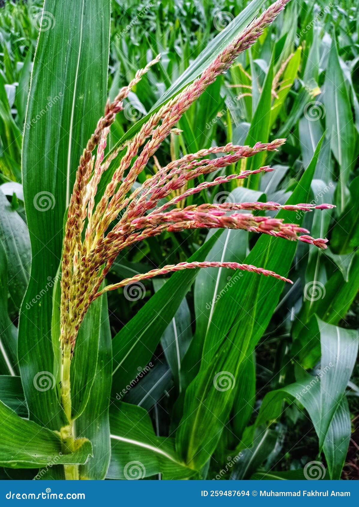 Corn Plants Start To Grow Flowers in the Fields Stock Photo Image of