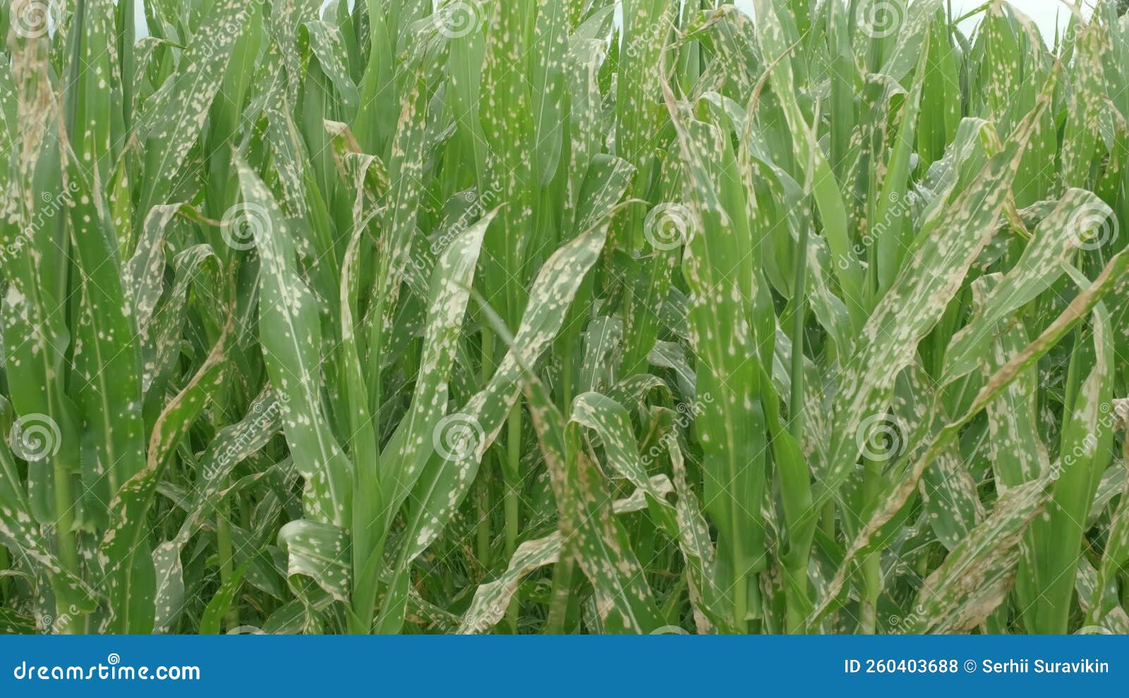 Corn Plants Wilting and Dead after Wrong Applying Herbicide in