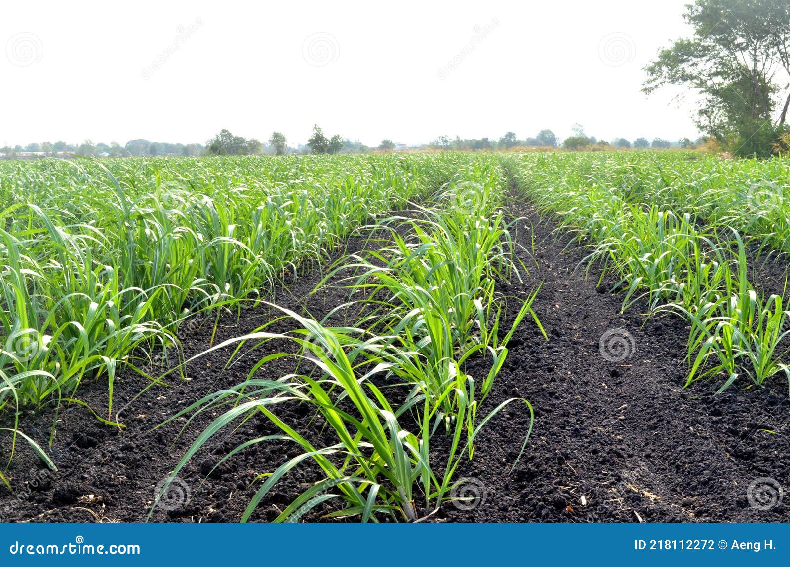 Corn Food Plot Cultivating Life for Wildlife, One Kernel at a Time Corn Food Plot Cultivating Life for Wildlife, One Kernel at a Time