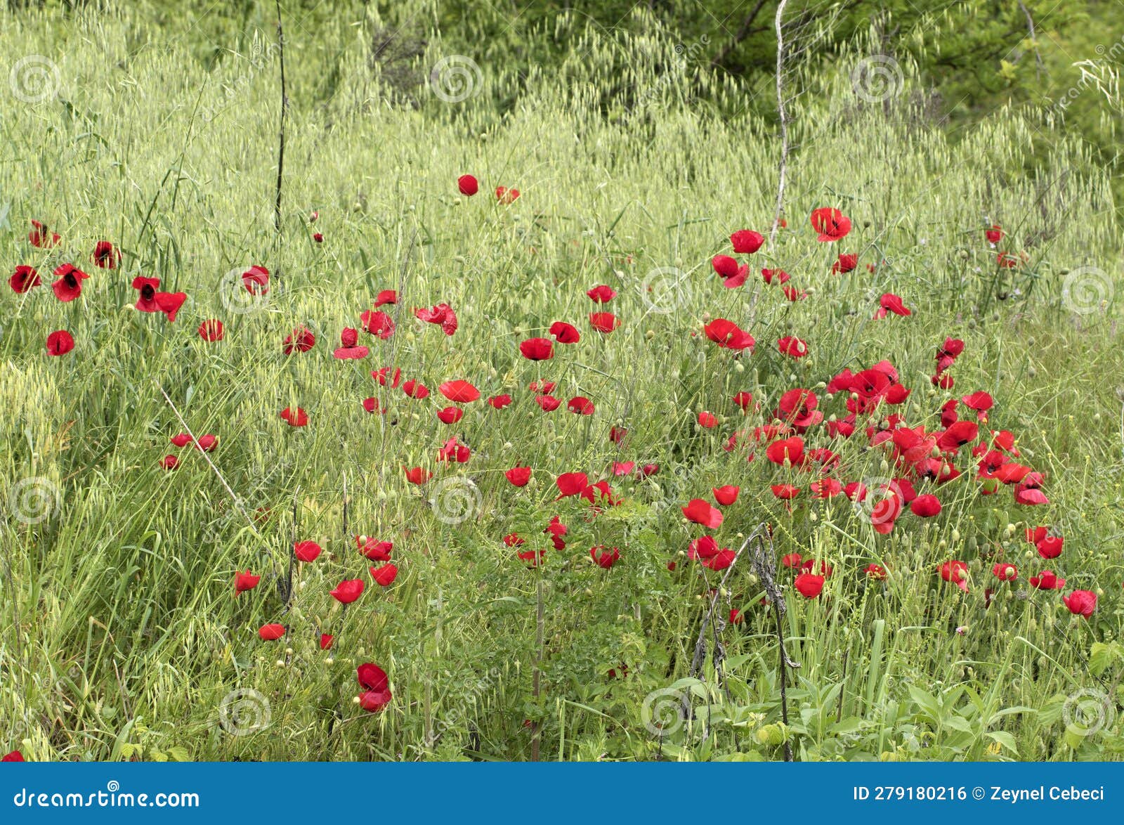 Red corn poppies in spring stock photo. Image of agriculture 279180216