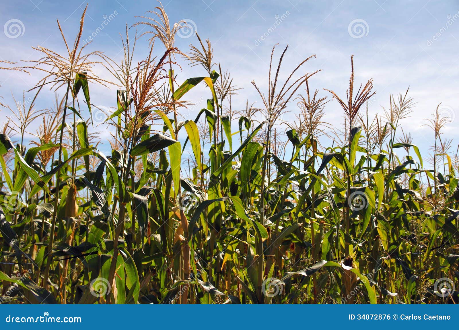 Corn Production stock photo. Image of park, summer, agriculture 34072876