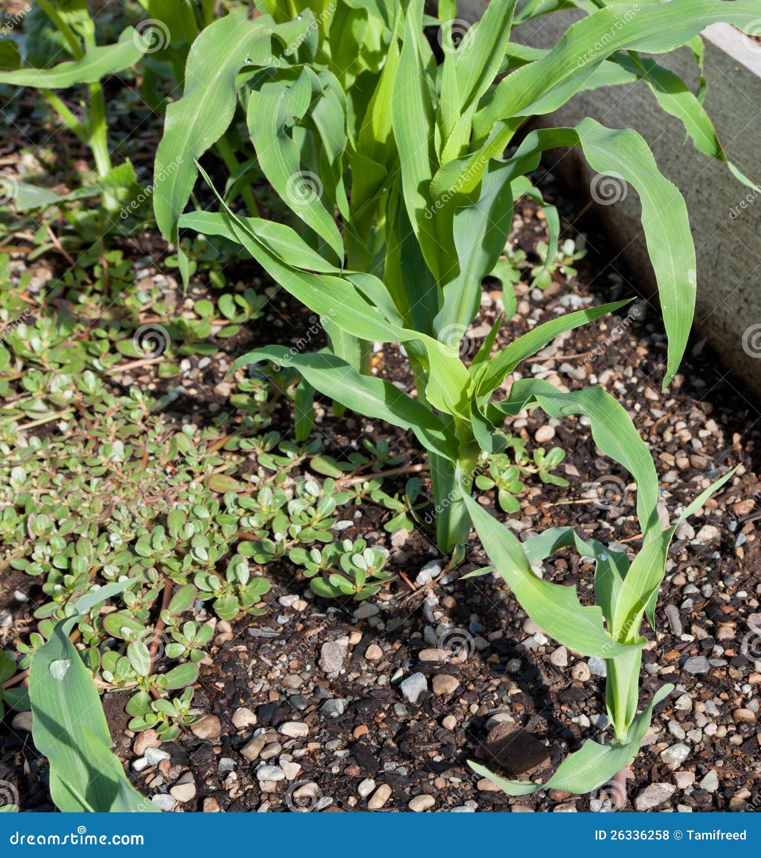 Corn and Purslane Plants stock photo. Image of garden 26336258