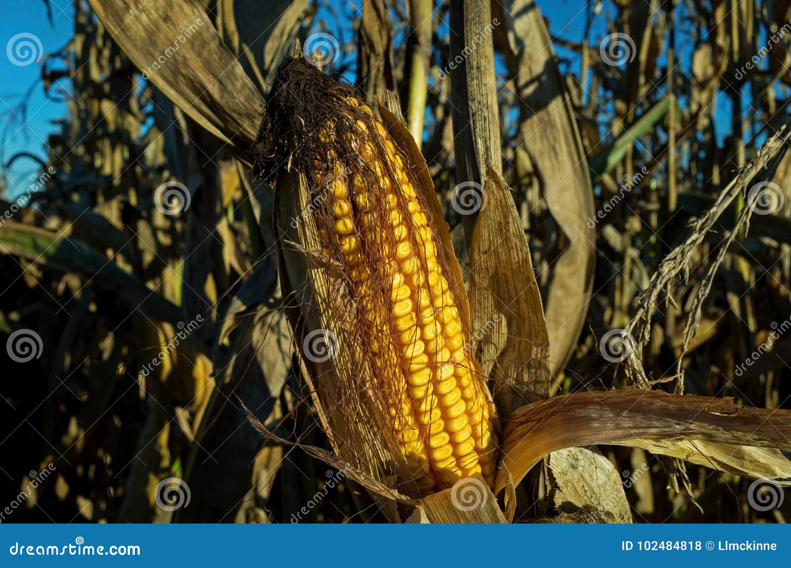 corn ready for harvest