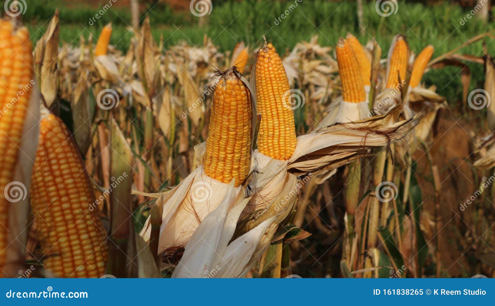 Corn is Ready To Be Harvested, Corn Leaves Dry Stock Image Image of